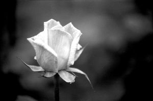 209975_black_and_white_rose.jpg